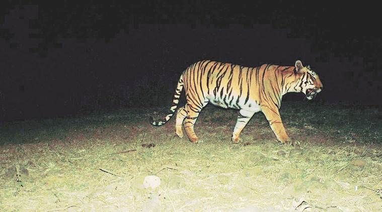During the night dron camera inspected in the forest: Where did the Tigress disappear? | रात्रीच्या वेळी जंगलात ड्रोन कॅमेऱ्याने पाहणी : ती वाघिण कुठे झाली गायब ?