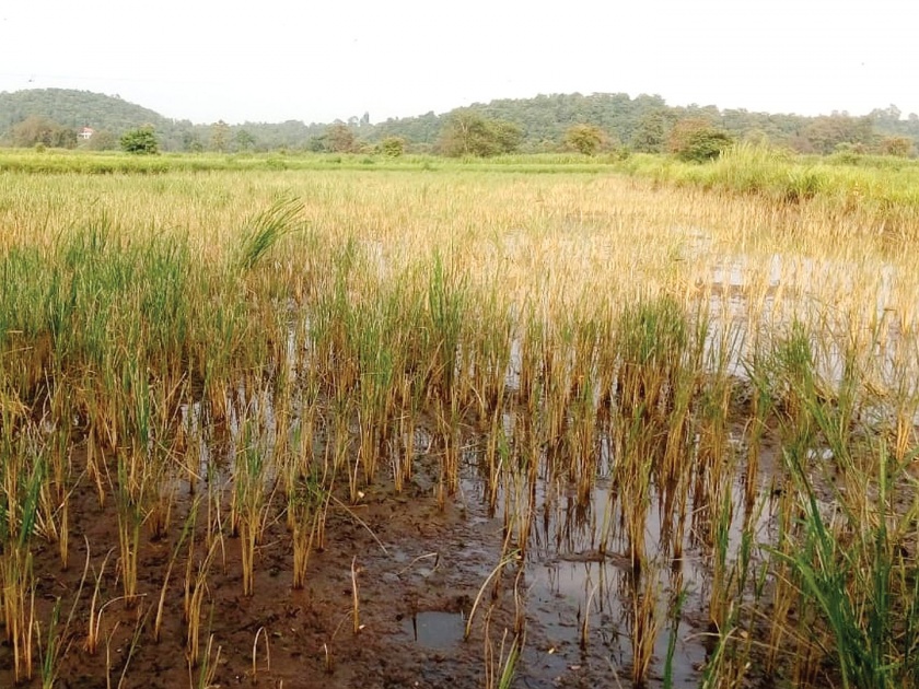 Influence of white aloe rice on the crop | पांढऱ्या अळीचा भात पिकावर झाला प्रादुर्भाव