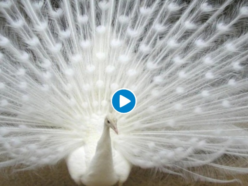 Video of white peacock trying to impress partner with mating dance goes viral; Internet is in love | Video : पार्टनरला इम्प्रेस करण्यासाठी 'मोरा'नं धरला ताल; पांढऱ्या मोराचा डान्स व्हायरल