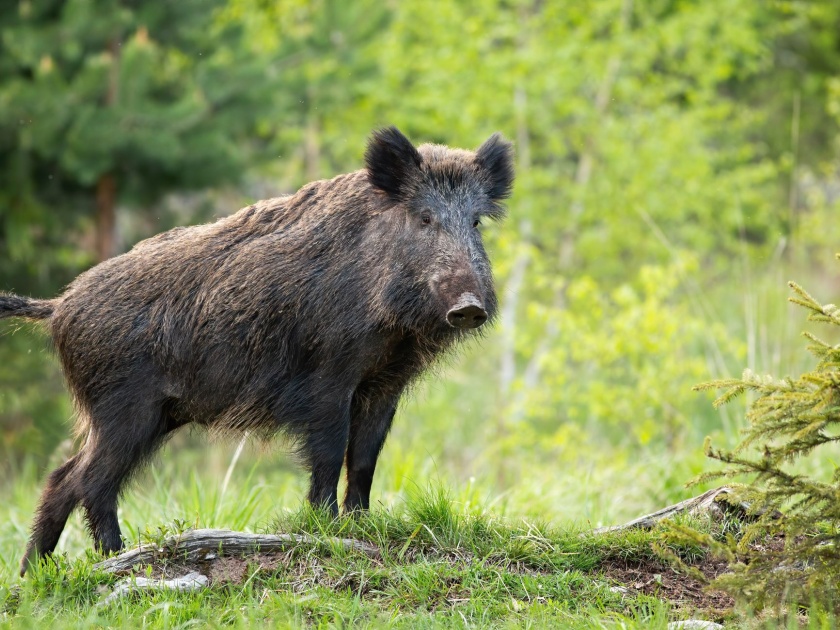 the wild boar habitat three were attacked the two wheeler was also smashed in washim | रानडुकराचा लोक वस्तीत हैदोस; तिघांवर हल्ला, दुचाकीही केली चकनाचूर