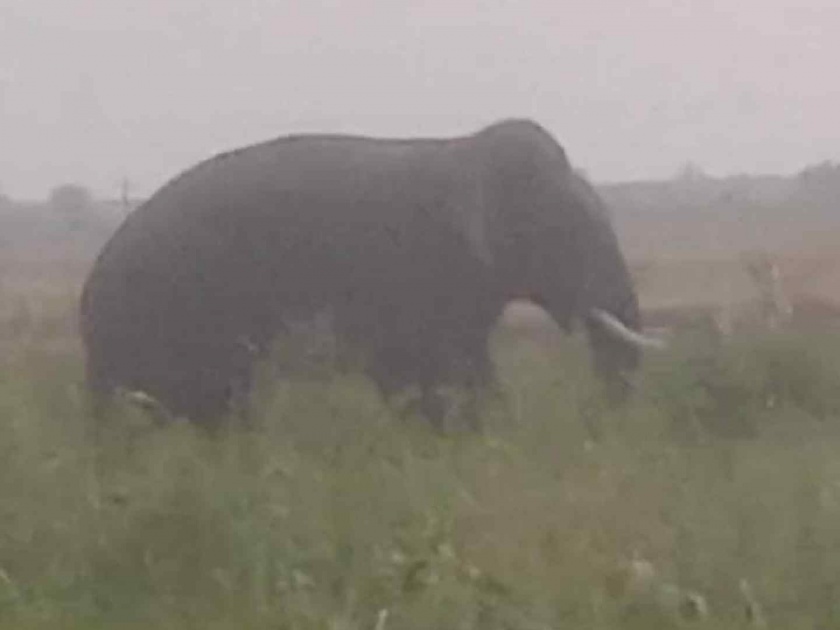 Wild elephants enter Telangana from Maharashtra, two victims in two days, attack on farmers | रानटी हत्तीची महाराष्ट्रातून तेलंगणात एंट्री, दोन दिवसांत दोन बळी, शेतकऱ्यांवर हल्ला