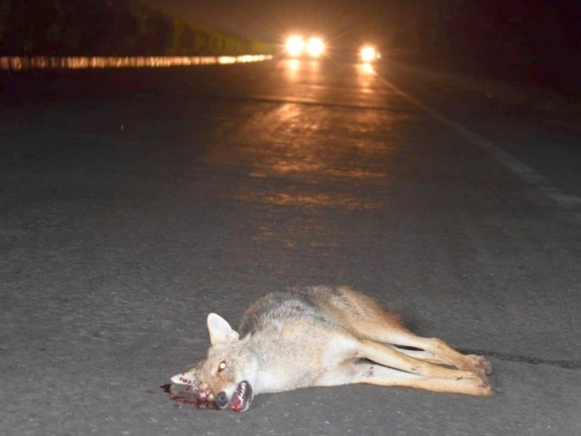 57 wild animals killed in Nashik: wild animal died on the streets ... | नाशिकमध्ये ५७ वन्यप्राणी ठार : रस्त्यांवर चिरडले जाताहेत मुके जीव...