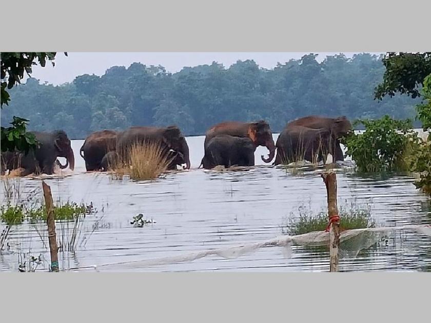 Free movement of elephants in forests of East Vidarbha for the first time, Traveled to 3 districts so far | पूर्व विदर्भातील जंगलांत प्रथमच हत्तींचा मुक्तसंचार; आतापर्यंत तीन जिल्ह्यांत प्रवास