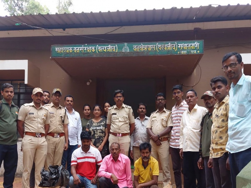 Crime News: Accused arrested while distributing meat of Bhekar in Radhanagari Forest Department | Crime News: भेकर प्राण्याच्या मांसाचे वाटे घालताना आरोपी रंगेहात राधानगरी वन विभागाच्या ताब्यात  