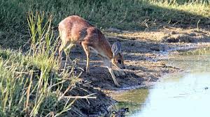 wildlife thirsty due to drought | दुष्काळात वन्यजीव तहानेने व्याकूळ!