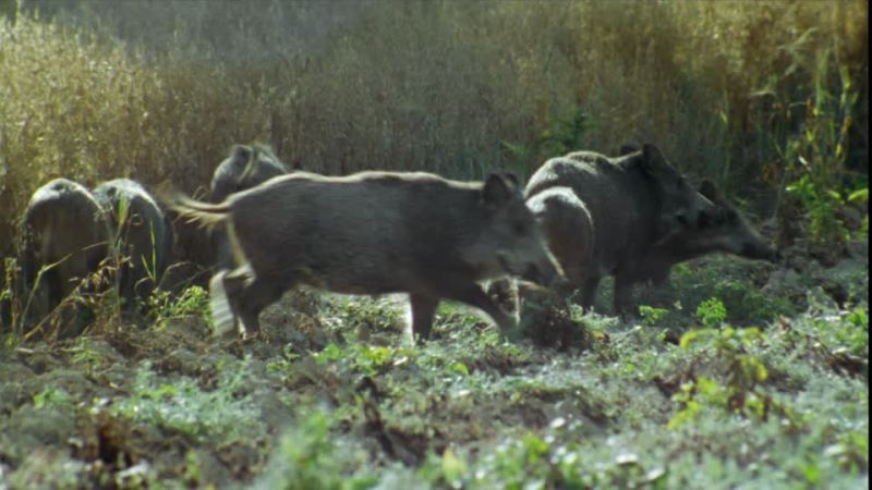 Wild pigs destroyed the gram crop | रानडुकरांचा उच्छाद; हरभरा उगवण्यापूर्वीच ‘खल्लास’!