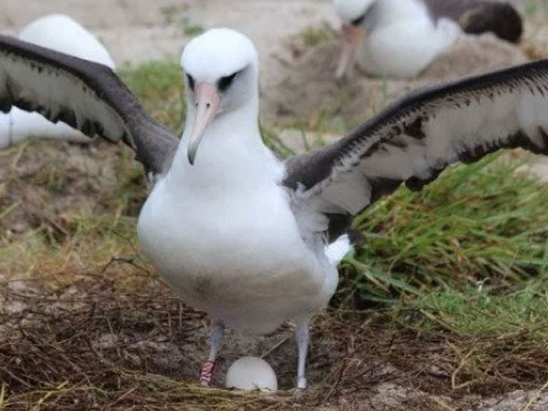 World oldest breeding bird 68 years becomes mother in 37th time | ६८ वर्ष आहे या पक्ष्याचं वय, ३७ वेळा दिली त्याने अंडी!