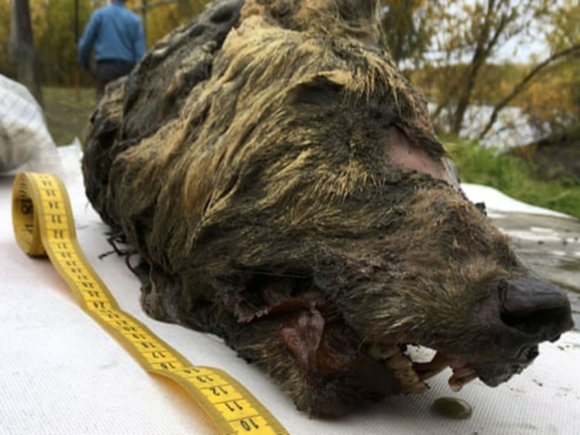 OMG! 40000 year old wolfs head found in northern Russia | 'इथे' सापडलं ४० हजार वर्ष जुन्या कोल्ह्याचं मुंडकं; दात, केस, जीभ अजूनही सुस्थितीत!