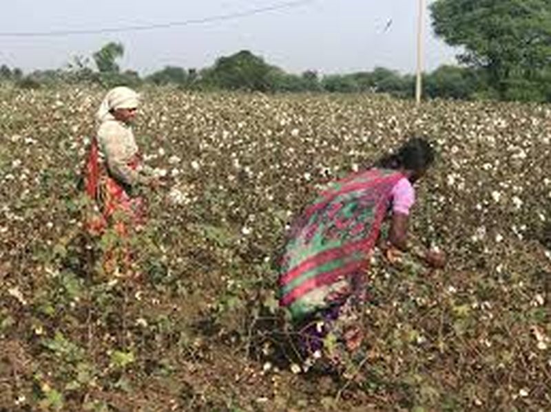 Fiasco of Women Farmers' Day under 'Pokra' in Washim district | वाशिम जिल्ह्यात 'पोकरा' अंतर्गत महिला किसान दिनाचा बोजवारा 