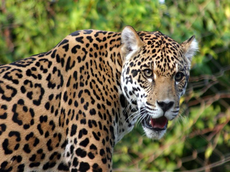 Women injured in leopard attack | बिबटय़ाच्या हल्ल्यात महिला जखमी
