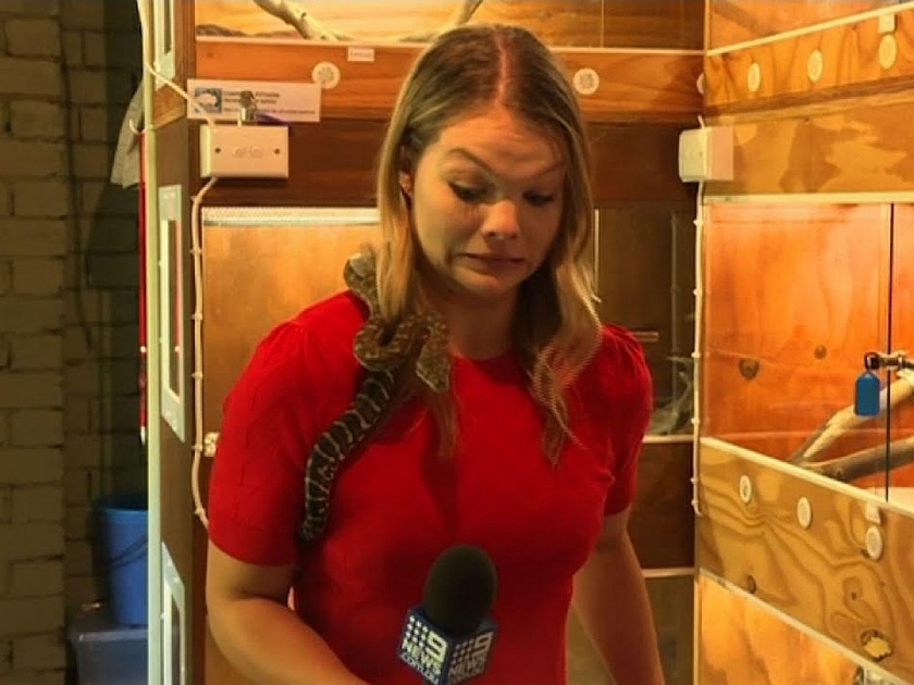 Australian reporter is terrified after a snake draped around her shoulders | Video : शूट दरम्यान महिला रिपोर्टरच्या खांद्यावर चढला साप, पुढे काय झालं ते बघा व्हायरल व्हिडीओत!
