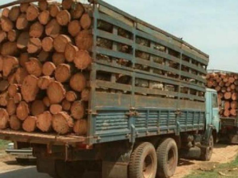 Four vehicles carrying illegal trees were seized by officers in solapur | अवैध वृक्षतोड घेवून निघालेली चार वाहने वन अधिकाऱ्यांकडून जप्त