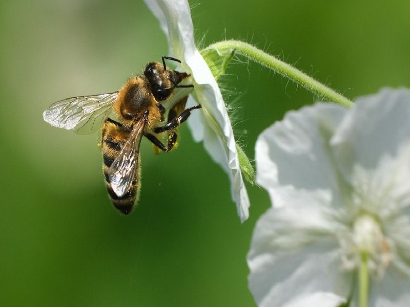 world bee day 2022 Does anyone give a home to bees vanished shelter by concrete forests | World Bee Day 2022 | मधमाशांना कोणी घर देता का घर? काँक्रिटच्या जंगलांनी हिरावला निवारा