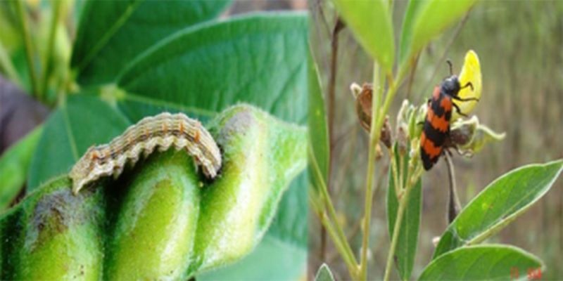 Changes in the environment of Maharashtra will lead to pest management | महाराष्ट्रातील वातावरण बदलामुळे तुरीवरील कीड व्यवस्थापन गरजेचे