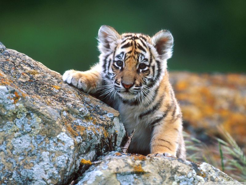 Eventually, the mother of the tiger cub was identified | अखेर ‘त्या’ भरकटलेल्या बछड्याच्या आईची ओळख पटली