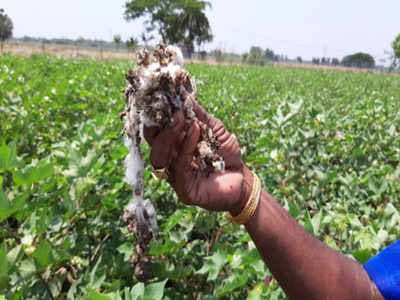 Damage of crops on 3 hectares in Nashirabad and area | नशिराबाद आणि परिसरात ७५० हेक्टरवरील पिकांचे नुकसान