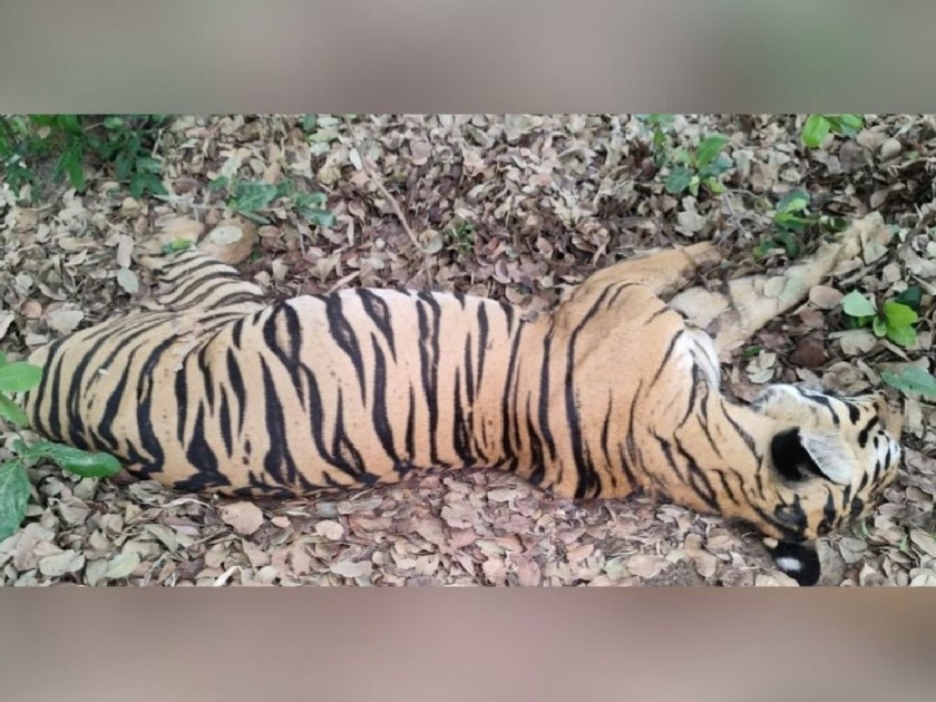 Death of 10-year-old tigress in Chandrapur-Durgapur sub-forest | चंद्रपूर-दुर्गापूर उपवनक्षेत्रात १० वर्षांच्या वाघिणीचा मृत्यू