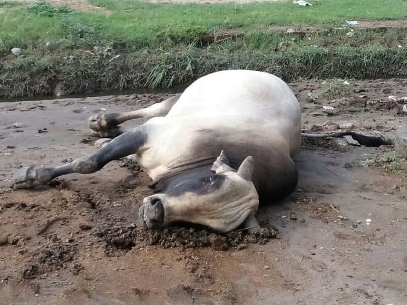 Sadhgadat cattle murder sensation | सुधागडात गोवंश हत्येमुळे खळबळ