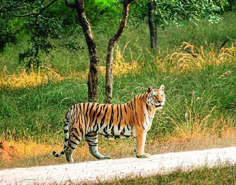 collarwali tigress dies at 16 in madhya pradesh's pench tiger reserve | पेंचच्या प्रसिद्ध 'काॅलरवाली' वाघिणीचा मृत्यू