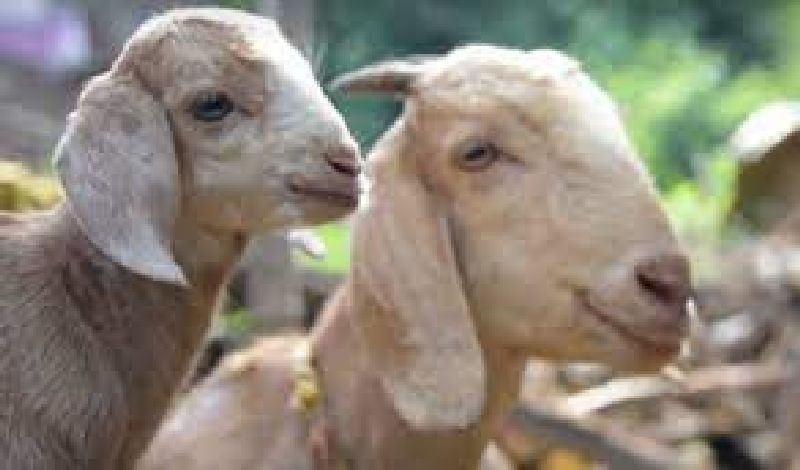 Two fights over a poor goat in yavatmal district | बिचाऱ्या बकऱ्यामुळे दोन ठिकाणी हाणामारी