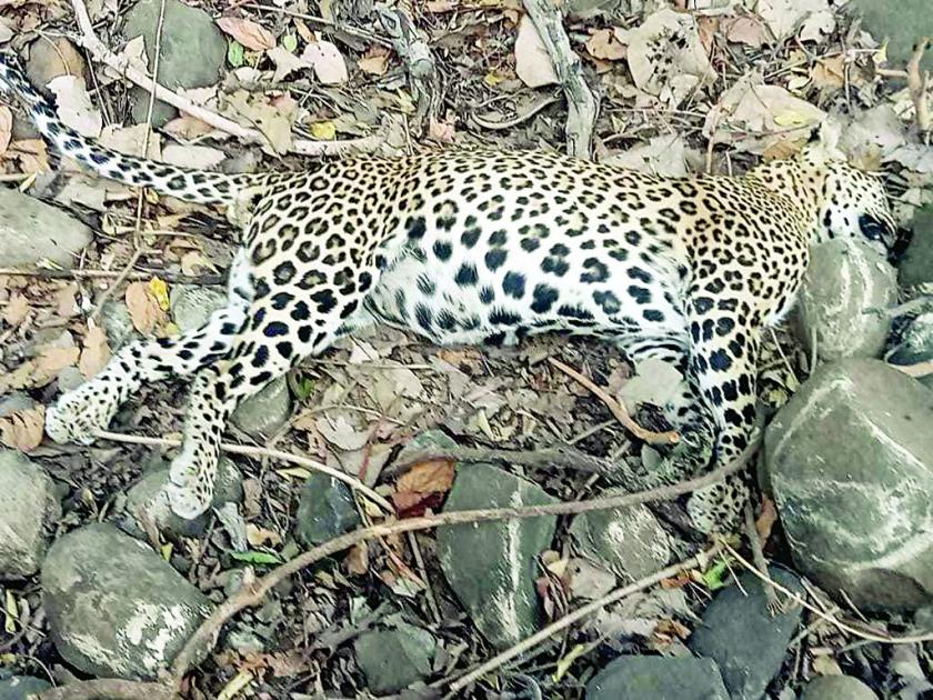 A leopard that climbed a tree to hunt a monkey fell to the ground and died | माकडाची शिकार करण्याच्या नादात बिबट्याचा गेला जीव