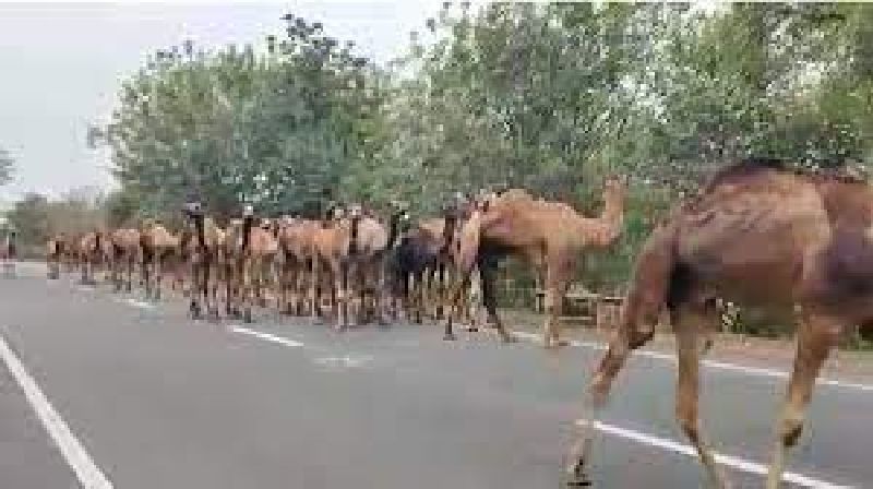 Amravati police seize 58 camels being taken for slaughter to hyderabad | कत्तलीसाठी नेण्यात येणारे ५८ उंट ताब्यात, अमरावती पोलिसांची कारवाई
