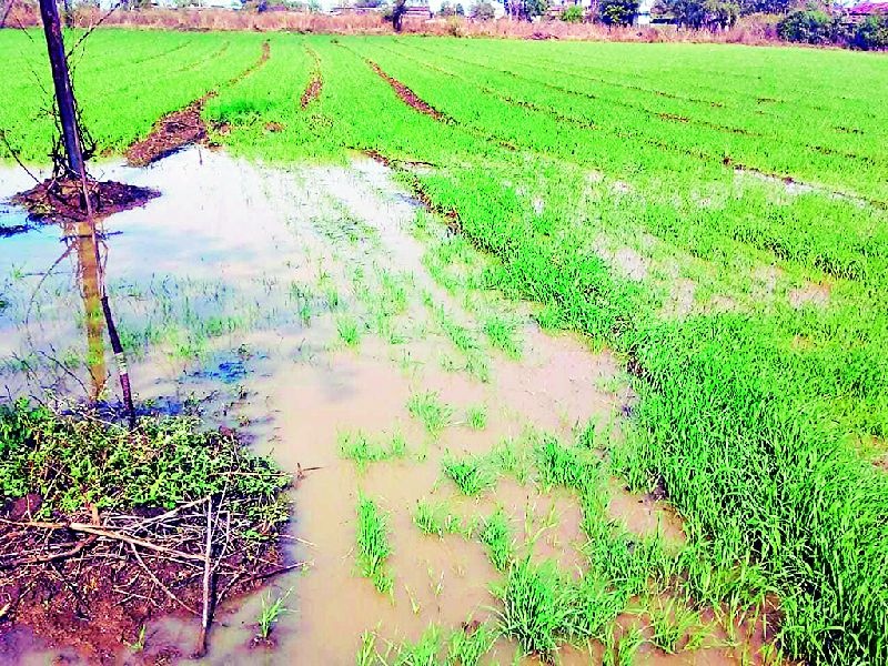 untimely rain damages crops on 3054 hectares in wardha district | जिल्ह्यात अवकाळीने ३,०५४ हेक्टर पिकांचे नुकसान, शेतकरी अडचणीत
