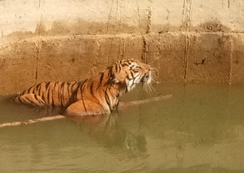 The tiger fell into the well in warora tehsil of chandrapur dist | पट्टेदार वाघाचा विहिरीत सहा तास थरार, हजारो नागरिकांनी साठविला डोळ्यात