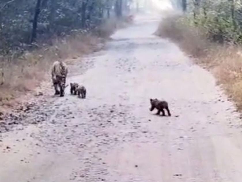 ‘Fairy’ tiger seen with five calves in Karhandal, nagpur | Video: गोंडस योग! कऱ्हांडल्यात पाच बछड्यांसह ‘फेअरी’चे दर्शन