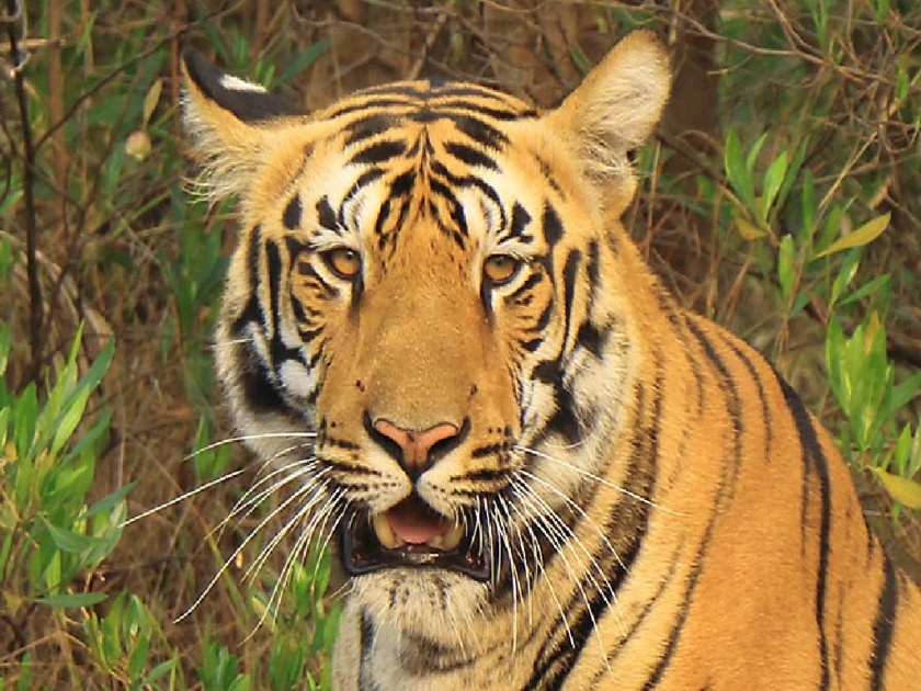 a tigress now stay in Pangdi forest, 'no entry' for tourists for security reasons | ‘त्या’ वाघिणीचा मुक्काम आता पांगडी जंगलात, सुरक्षेच्या दृष्टीने पर्यटकांना 'नो एन्ट्री' 