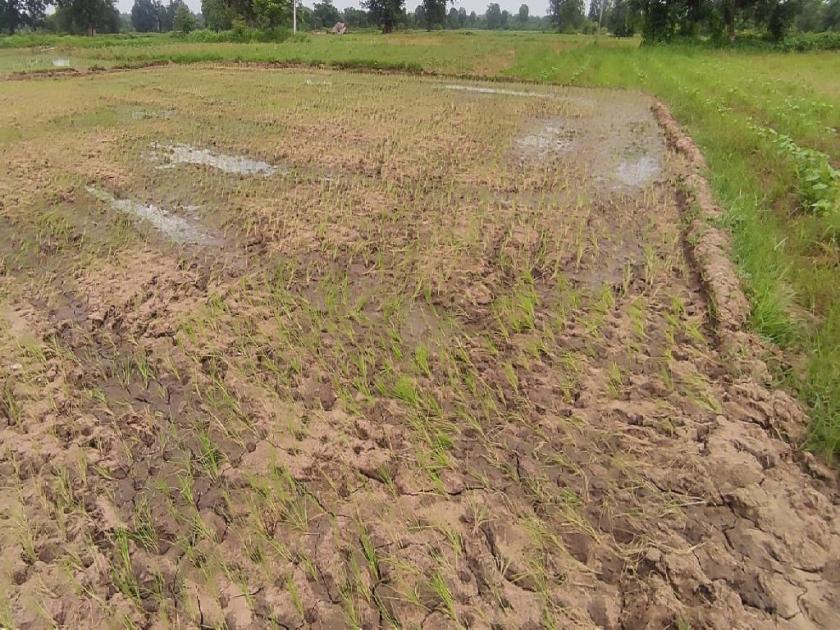 On leave of rain, the crops gave up! If the growth of paddy was stunted, the paddy also began to dry up | पाऊस रजेवर, पिकांनी मान टाकली; पऱ्हाटीची वाढ खुंटली तर धानही सुकु लागला 