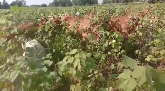 In Yavatmal district, farmers released animals on 11 acres of vertical cotton | यवतमाळ जिल्ह्यात बोंडअळीने त्रस्त शेतकऱ्यांनी ११ एकरातील उभ्या कपाशीवर सोडली जनावरे