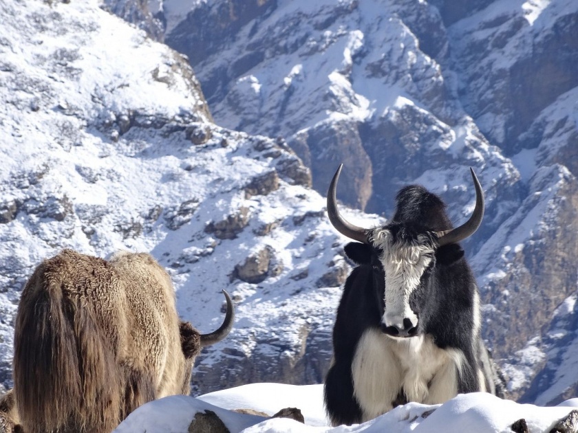 300 Yaks Die Of Starvation After Heavy Snowfall In Sikkim | सिक्कीममध्ये उपासमारीने तब्बल 300 याक मृत्यूमुखी