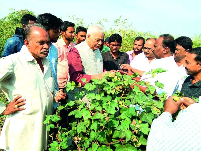 Yashwant Sinha made an inspection of the bollworm cover | यशवंत सिन्हा यांनी केली बोंडअळीग्रस्त कपाशीची पाहणी