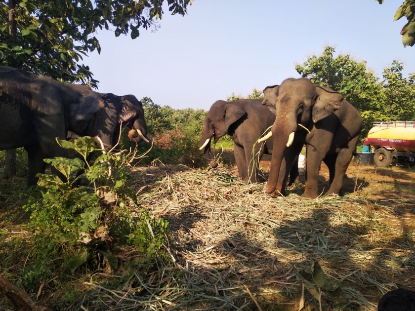 four elephants for tiger in yavatmal | वाघिणीच्या दोन छाव्यांना पकडण्यासाठी सुरू असलेल्या मोहिमेला आता मिळाले चार हत्तींचे बळ