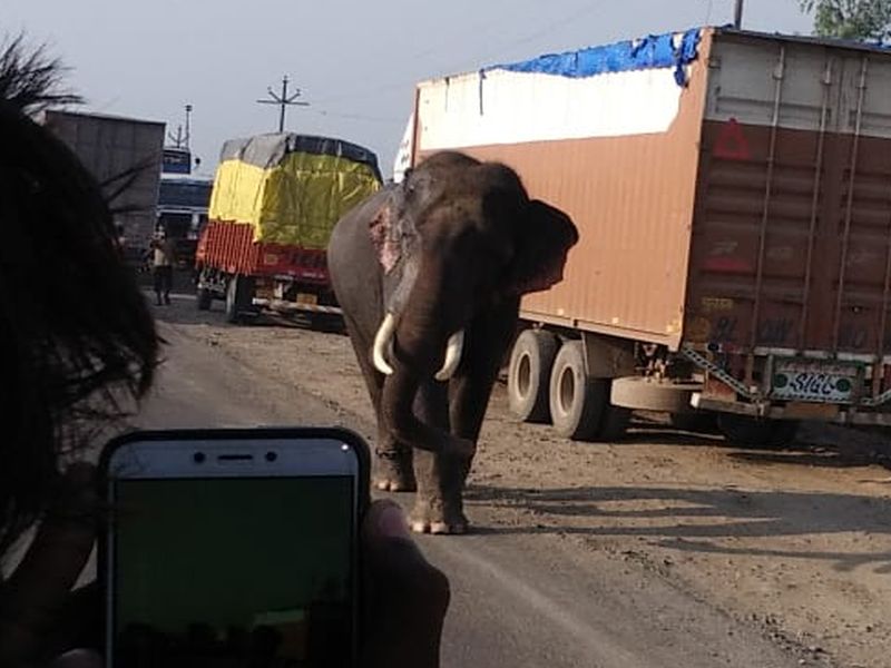 one killed and one injured in elephant attack in yavatmal | वाघिणीला जेरबंद करण्यासाठी आणलेल्या हत्तीचा हैदोस, एकाचा मृत्यू