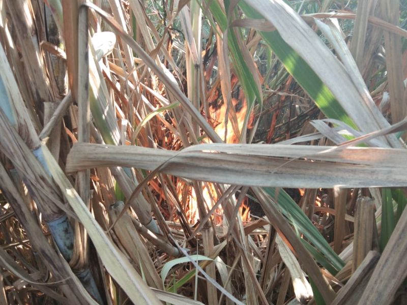 Farmer's son attempted suicide due to burning sugarcane | जळत्या उसाकडे पाहून शेतकरी मुलाने केला आत्महत्येचा प्रयत्न 