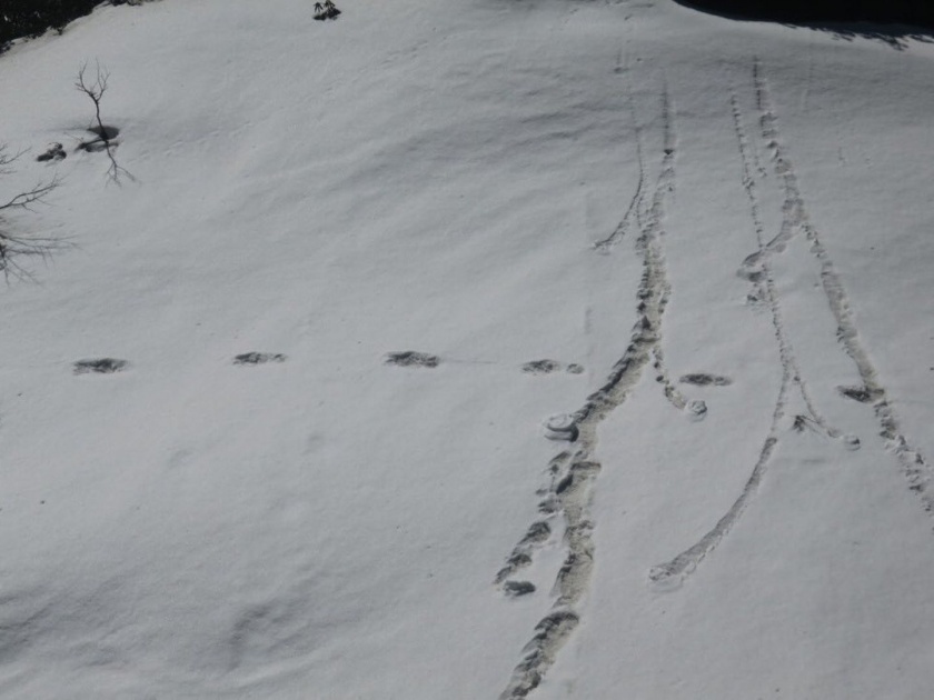 Indian Army Sights Mysterious Footprints Of Mythical Beast Yeti Near Makalu Base Camp | हिममानवाच्या अस्तित्वाच्या 'पाऊल'खुणा? लष्करानं प्रसिद्ध केलेल्या फोटोंमुळे चर्चेला उधाण