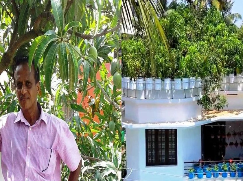 kerala man who grows 40 varieties of mango on terrace | लय भारी! शेतकऱ्यानं केली कमाल; घराच्या छतावर फुलवली ४० प्रकारच्या आंब्याची बाग