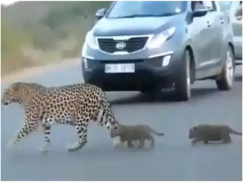 This video of a leopardess and her cubs will make you smile watch | जबरदस्त! पिल्लांसह बिबट्याचा रस्त्यावर संचार कॅमेरात कैद; पाहा व्हायरल व्हिडीओ