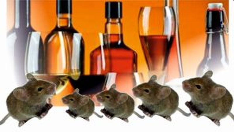 Rats destroy two lakh liquor in lockdown, smoke in wine shop yawatmaal MMG | लॉकडाऊनमध्ये उंदरांनी केली दोन लाखांची दारु नष्ट, वाईन शॉपमध्ये धुडगूस  