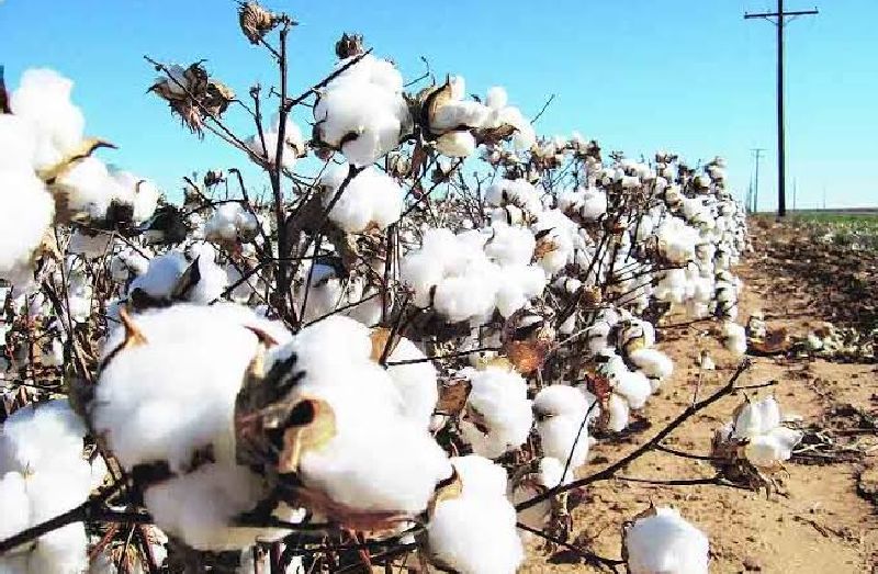 worth 1.5 lakhs of cotton stole from farm by unknown | अज्ञातांनी सव्वा लाखाचा कापूस पळविला, नांदेपेरा शिवारातील घटना
