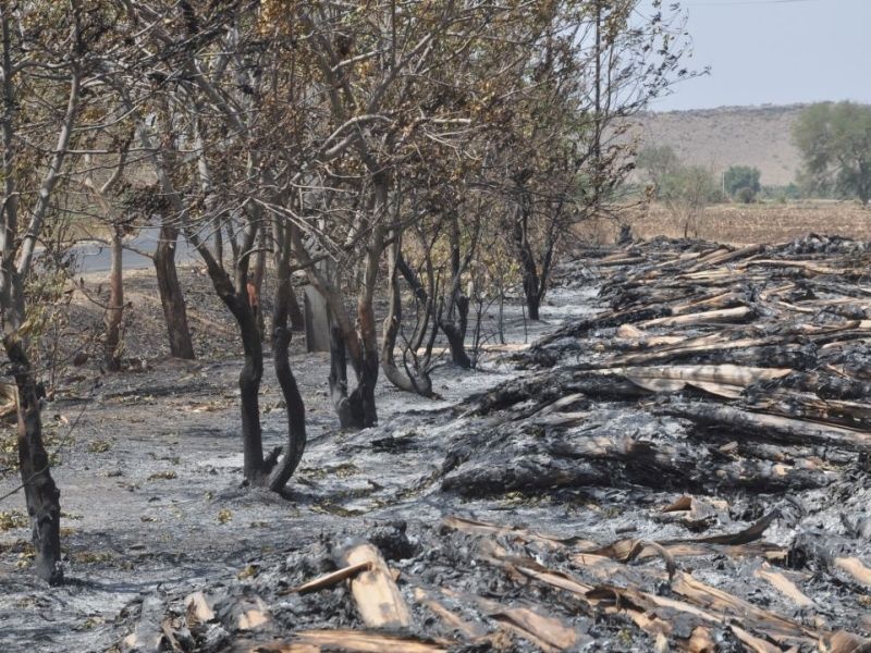 Social forestry plants burned with banana bells | केळीच्या खांबांसोबत जळाली सामाजिक वनीकरणाची झाडे
