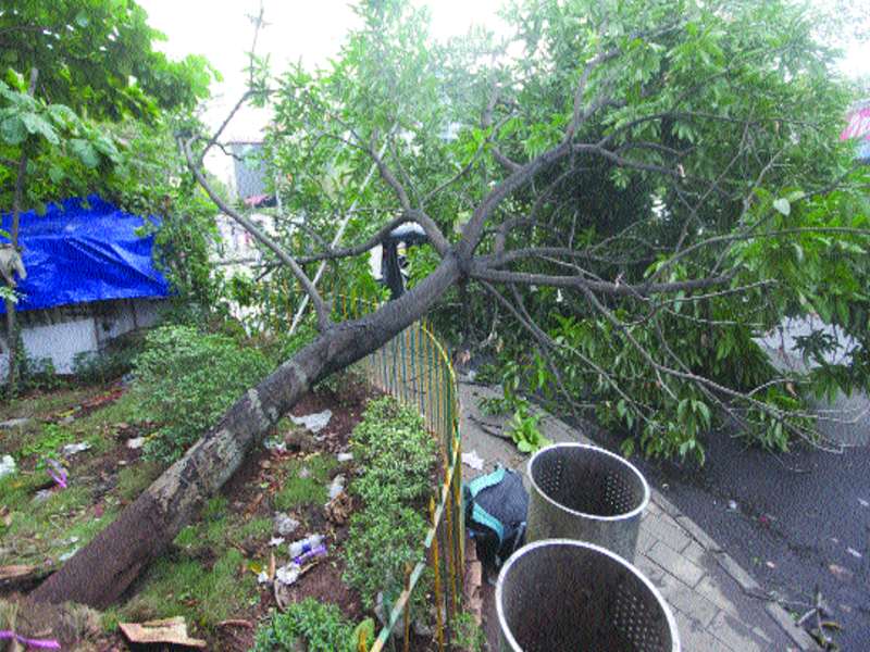 The problem of dangerous trees in the city is serious, 18 trees collapsed | शहरात धोकादायक वृक्षांचा प्रश्न गंभीर, १८ वृक्ष कोसळले