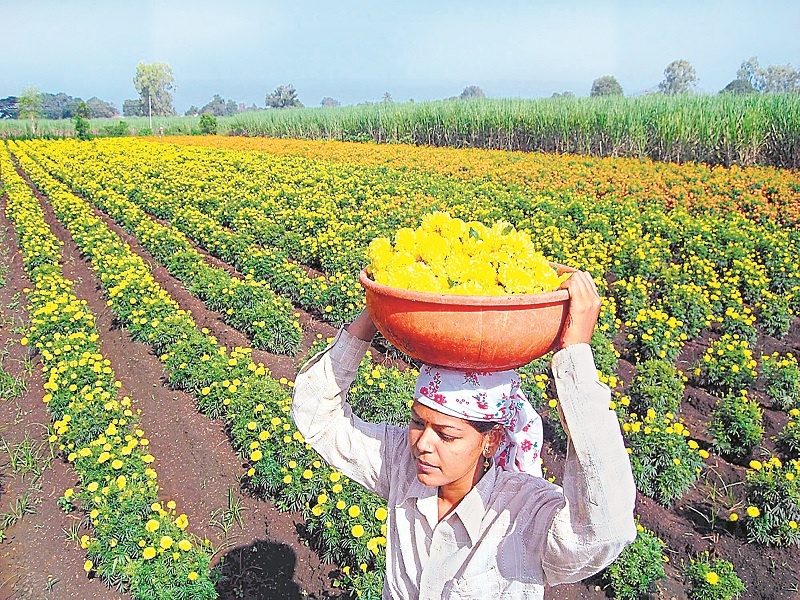 Farmer succeed in marigold farming by hard work and dedication | अपार मेहनत आणि जिद्दीच्या बळावर फुलविली झेंडूची शेती