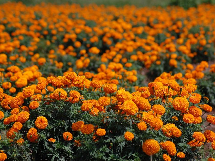Millions of rupees earned by farmers from marigold farming | झेंडूच्या शेतीतून शेतकऱ्याने कमावले लाखो रुपये
