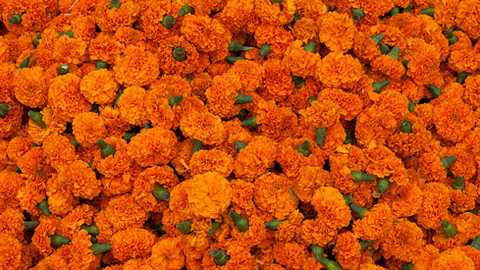 122 tonnes of marigold arrives at Pune market yard | पुण्यातील मार्केटयार्डात 122 टन झेंडूची आवक
