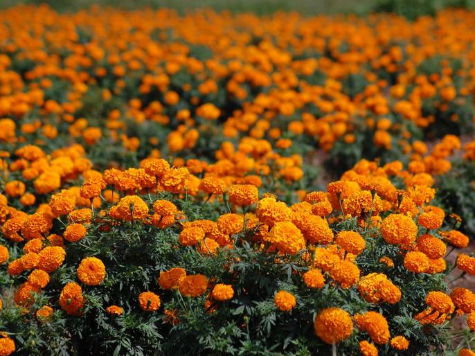 Ganpati Festival - Satisfaction among farmers as marigold rate exceeds 100 | Ganpati Festival -झेंडू दराने शंभरी ओलांडल्याने शेतकऱ्यांमध्ये समाधान