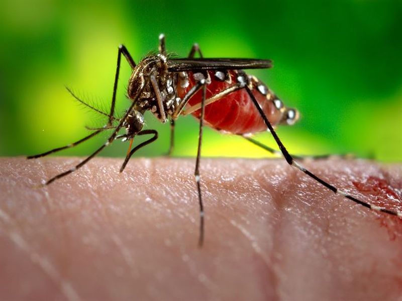 Five more people in the state have been diagnosed with the Zika virus in Kerala | चिंता वाढली; केरळमध्ये झिका व्हायरसचे आणखी पाच रुग्ण, एकूण आकडा पोहोचला 28 वर