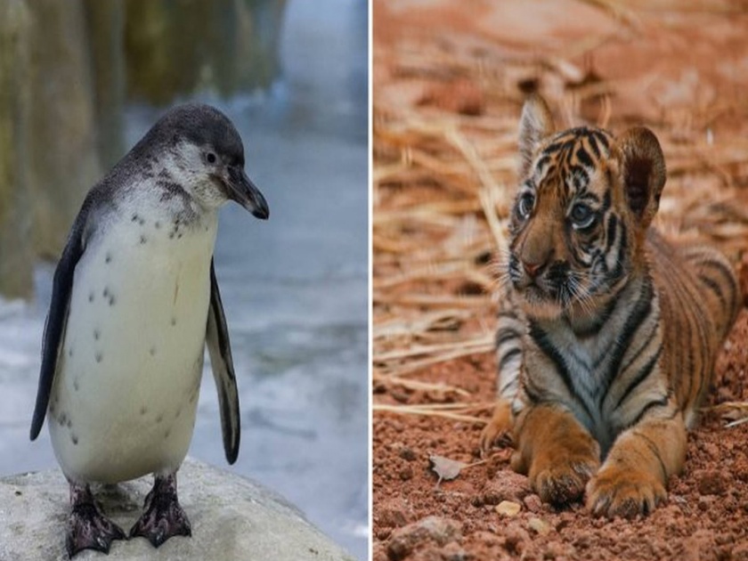 Two precious births at Mumbai zoo get their names: Tiger cub veera and penguin chick oscar | कोण आला रे, कोण आला...? खराखुरा वाघ आला!